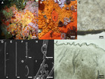 Hymedesmia promina