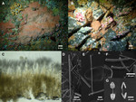 Clathria (Microciona) rumsena