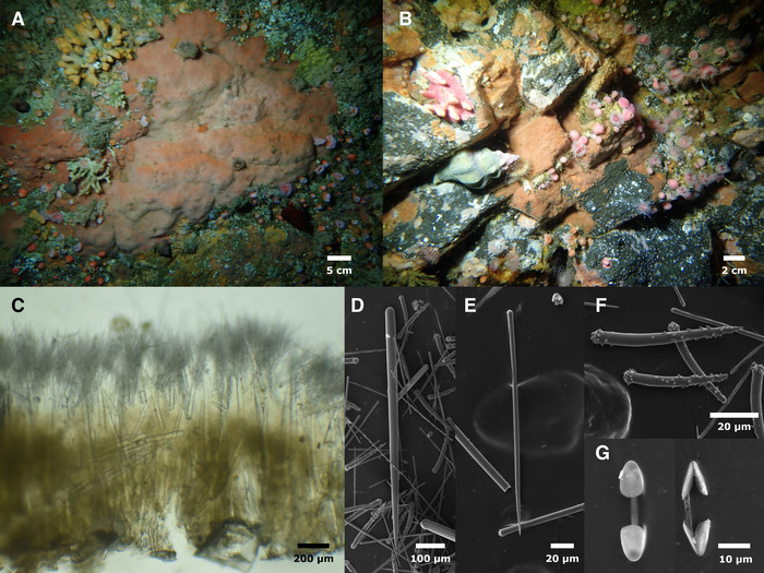 Clathria (Microciona) rumsena