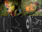 Clathria (Microciona) microjonanna