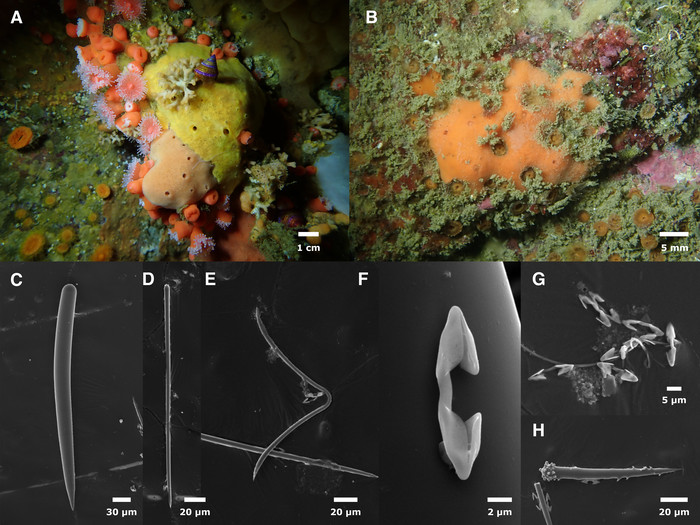 Clathria microjonanna