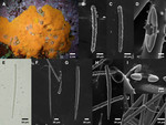 Antho (Jia) lithophoenix