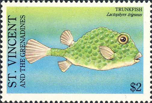 Lactophrys trigonus Lactophrys trigonus