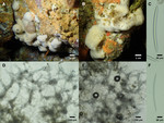 Xestospongia ursa