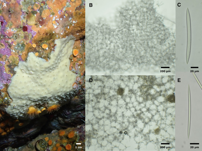 Haliclona (Halichoclona) melissae