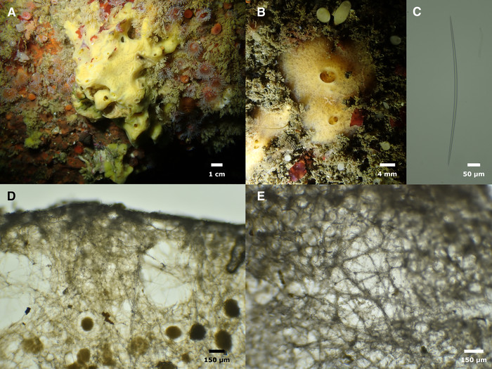 Halichondria loma