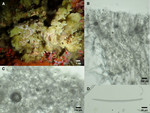 Hymeniacidon fusiformis