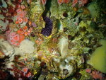 Cliona californiana 