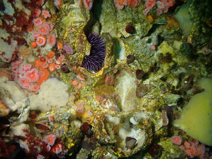 Cliona californiana 