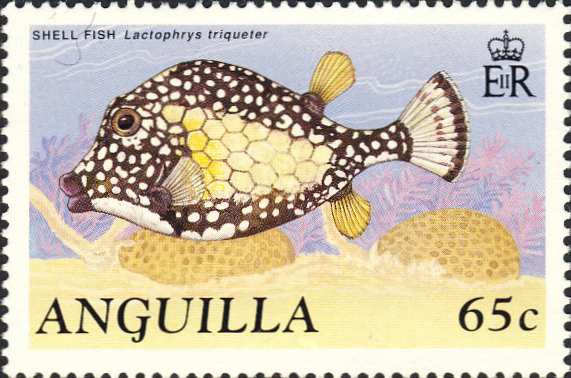 Lactophrys triqueter Lactophrys triqueter