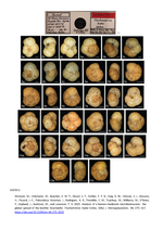 Paratypes of Trochammina hadai Uchio, 1962