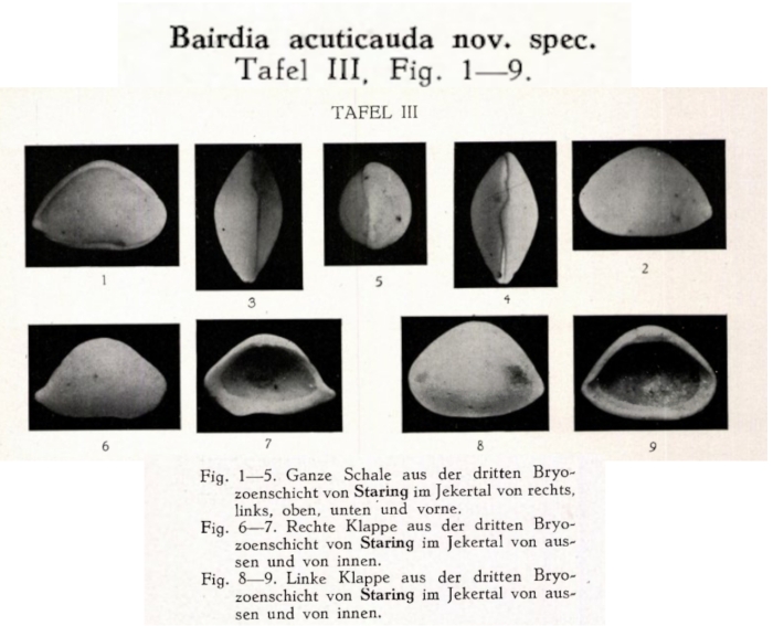 Bairdia acuticauda Veen, 1934 from the original description