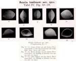 Bairdia binkhorsti Veen, 1934 from the original description