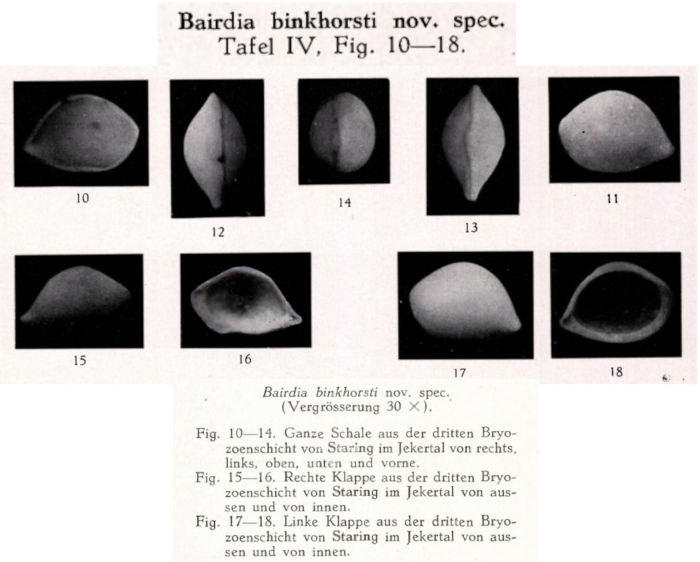 Bairdia binkhorsti Veen, 1934 from the original description