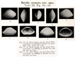 Bairdia cretacea Veen, 1934 from the original description