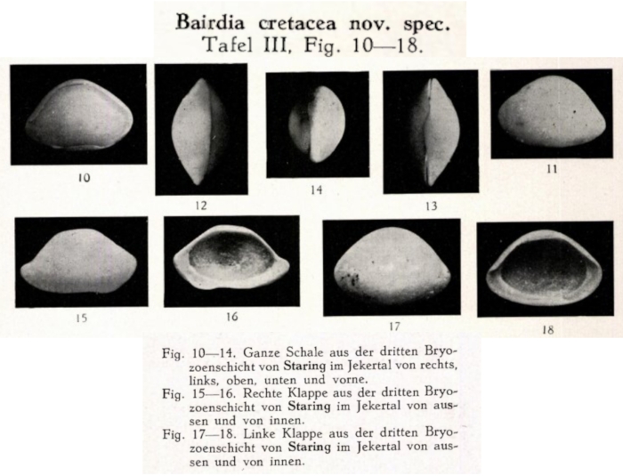 Bairdia cretacea Veen, 1934 from the original description