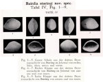Bairdia staringi Veen, 1934 from the original description