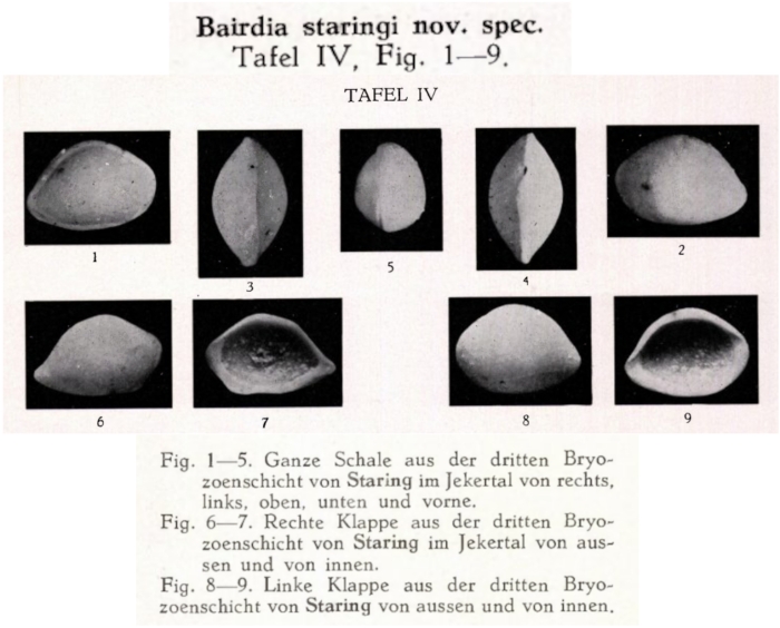 Bairdia staringi Veen, 1934 from the original description