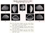 Bairdia pentagonalis Veen, 1934 from the original description
