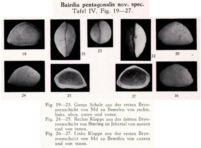 Bairdia pentagonalis Veen, 1934 from the original description