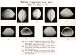 Bairdia crassitesta Veen, 1934 from the original description