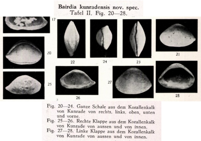 Bairdia kunradensis Veen, 1934 from the original description