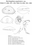 Bairdoppilata angolensis Hartmann, 1974 from the original description