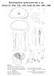 Bairdoppilata cytheraeformis Hartmann, 1974 from the original description