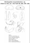 Bairdoppilata mocamedesenis Hartmann, 1974 from the original description