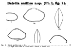 Bairdia antillea Bold, 1946 from the original description