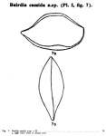 Bairdia cassida Bold, 1946 from the original description
