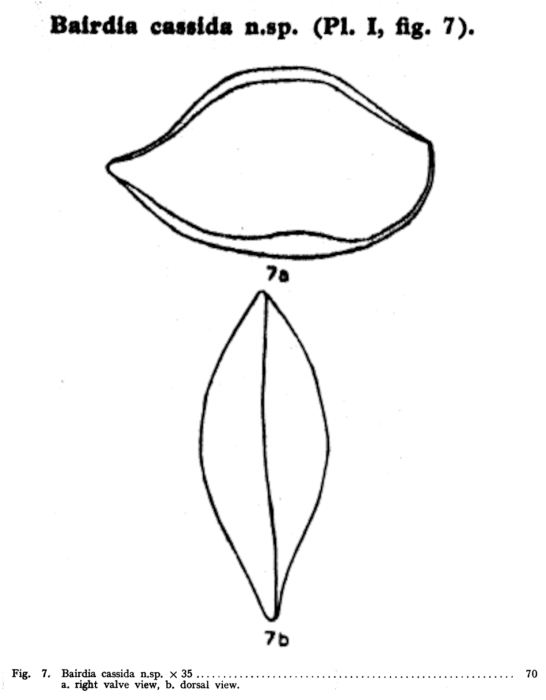Bairdia cassida Bold, 1946 from the original description