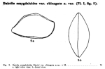 Bairdia oblongata Bold, 1946 from the original description