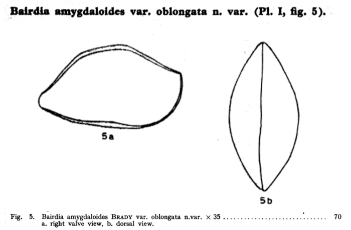 Bairdia oblongata Bold, 1946 from the original description