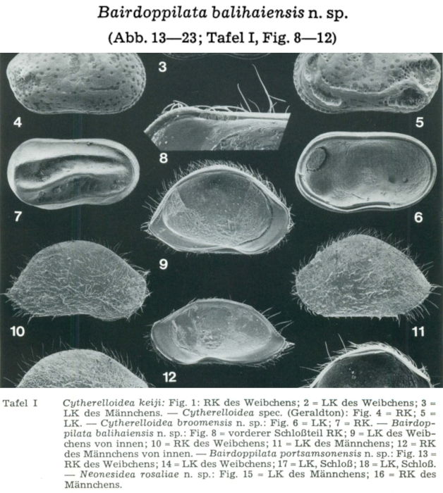 Bairdoppilata balihaiensis Hartmann, 1978 from the original description