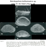Bairdoppilata balihaiensis Hartmann, 1978 from the original description