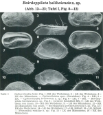 Bairdoppilata balihaiensis Hartmann, 1978 from the original description