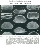 Bairdoppilata balihaiensis Hartmann, 1978 from the original description