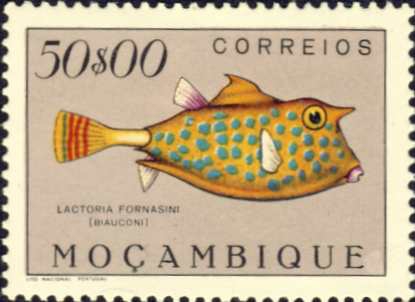 Lactoria fornasini Lactoria fornasini