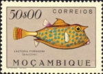 Tetraodontiformes