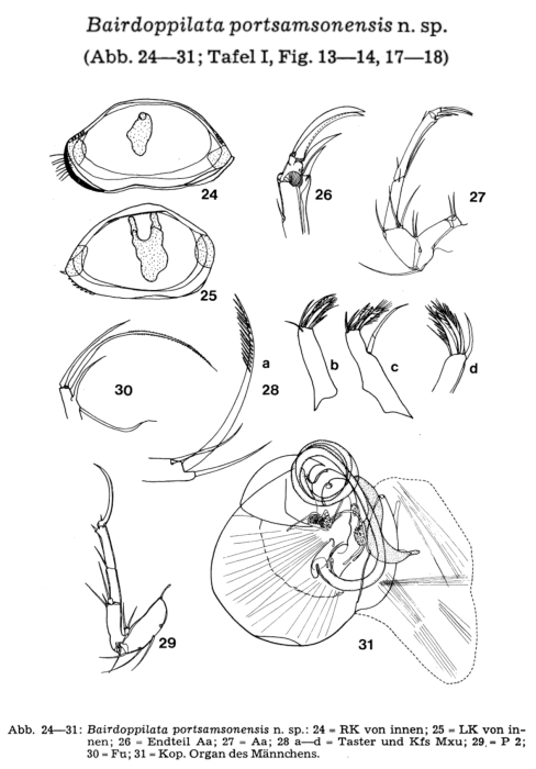 Bairdoppilata portsamsonensis Hartmann, 1978 from the original description