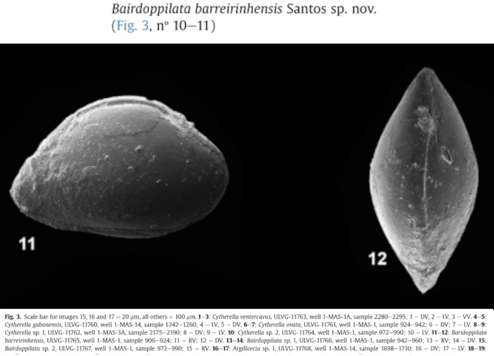 Bairdoppilata barreirinhensis Santos, 2017 from the original description