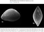Bairdoppilata barreirinhensis Santos, 2017 from the original description