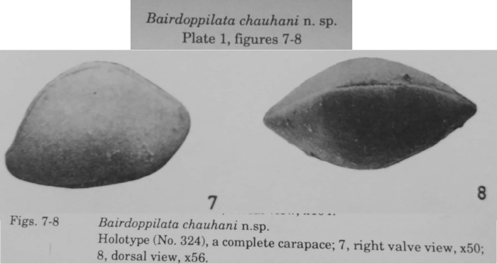 Bairdoppilata chauhani Khosla &amp; Nagori, 1989 from the original description