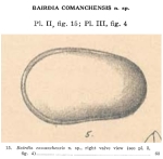 Bairdia comanchensis Alexander, 1929 from the original description