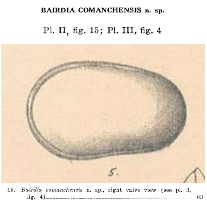 Bairdia comanchensis Alexander, 1929 from the original description