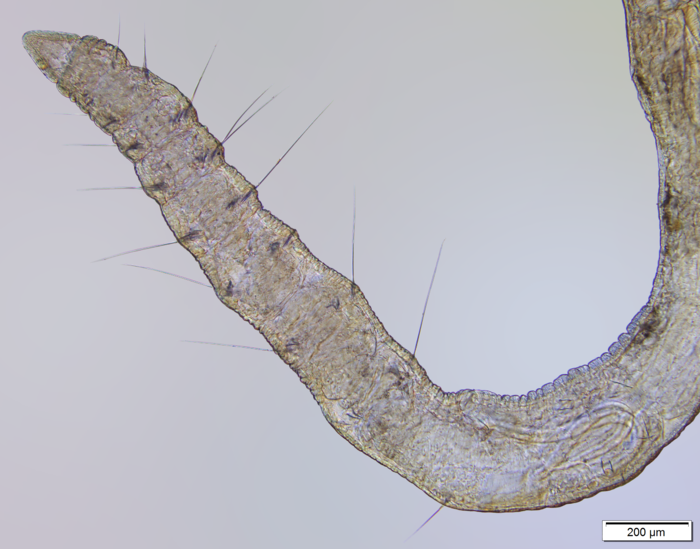Haber speciosus (anterior body)
