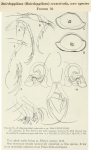 Bairdiidae