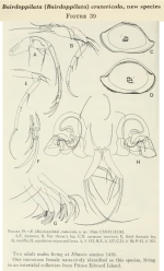 Bairdoppilata cratericola Maddocks, 1969 from the original description