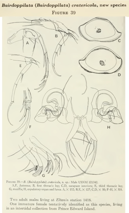 Bairdoppilata cratericola Maddocks, 1969 from the original description